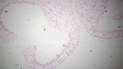 Anthère mature de Lilium en coupe transversale au microscope 40x sur fond clair