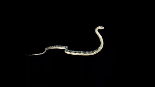 Wild Snake Is Coiled