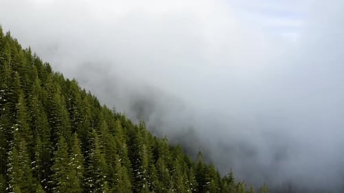Flying Over Dense Pine Tree Forest To Misty Landscape In Olympic Peninsula, Washington State, USA. -