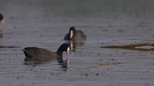 The Beautiful Coot Birds feeding in wetland