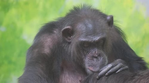 Adult Monkeys Look for Fleas It is Really Very Exciting The Chimpanzee Family
