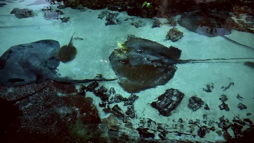 Gruppe von Stachelrochenfischen, die in einem Salzwasser schwimmen, Filmmusik Rohvideo in Zeitlupe