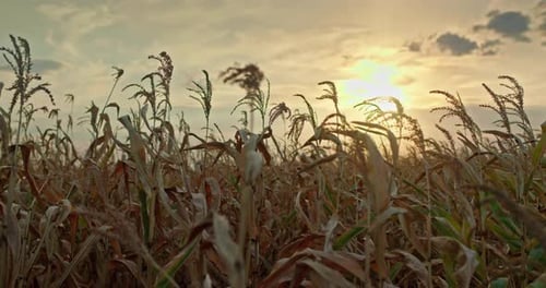 Dry Corn Field at Sunset with Ripe Maize Plants and Ears Silhouetted Against Warm Evening Sky Rural