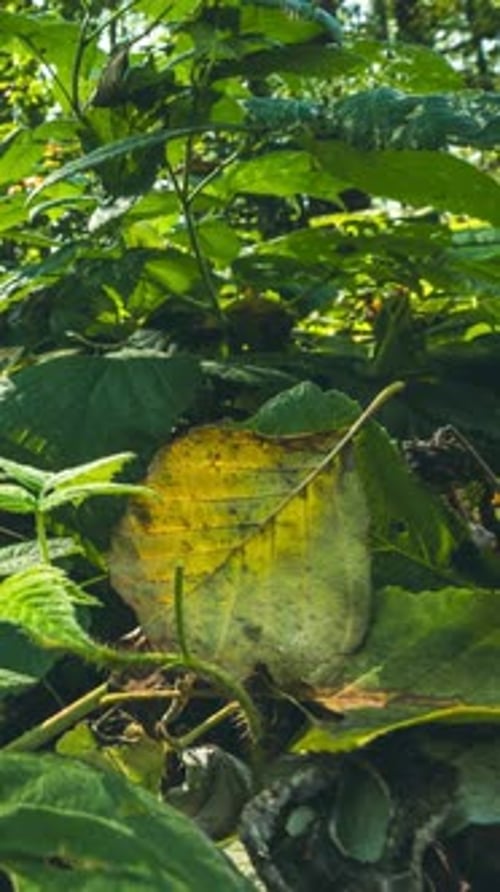 Forest Wild Raspberries From Summer