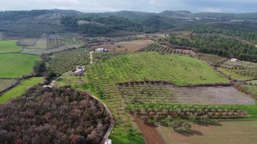 Campos aéreos na floresta 4K