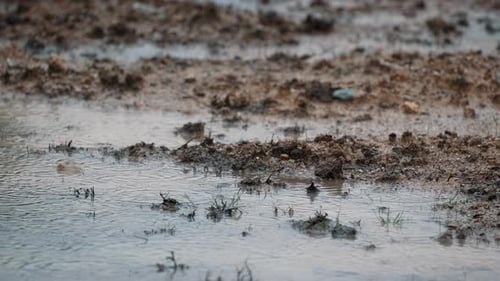 A raining day with a muddy dirt.