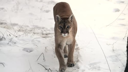 Powerful Cougar Walking Through a Snowy Winter Forest