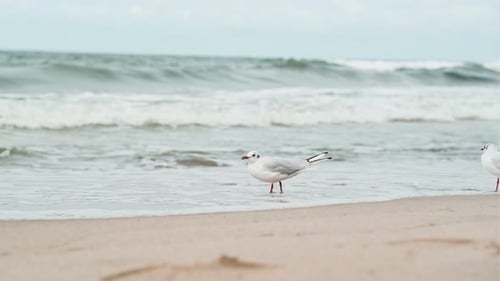 A Seagull is Perched on the Warm Sand of a Beach with Turbulent Waves Rolling in From the Sea Under