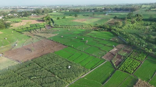 Aerial view of natural green rice field landscape