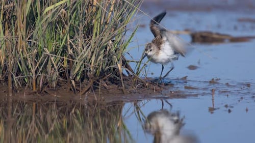 Drying feathe Semipalmated Sandpiper shortbird wader bird in lake edge beach fresh water slow motion