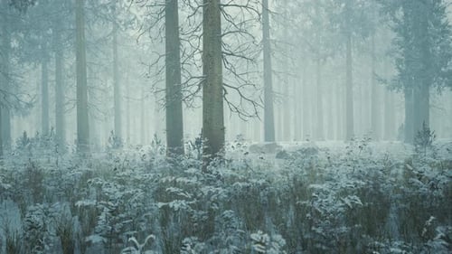 Frozen Winter Forest in the Fog