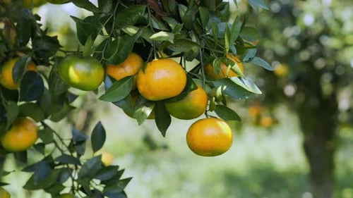 Oranges Growing on Tree in Orchard During Daytime