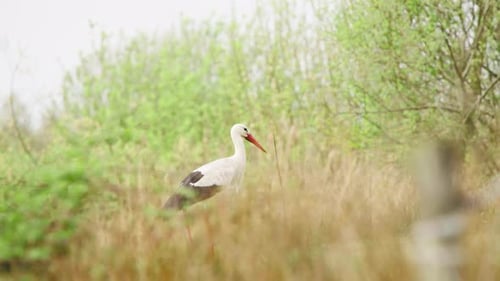 Weißstorchvogel im langen Gras, der einen langen Stock im Schnabel hält und ihn verliert.
