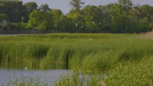 Many river gulls hunt fish in lakes, rivers, and canals. Seagulls fly over the water.