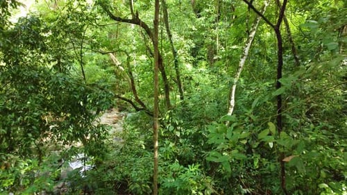 Exploring a small lake in a rocky environment in the middle of the jungle
