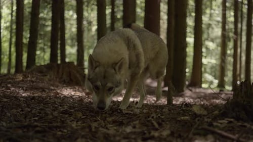 A wolfhound sniffs in the forest