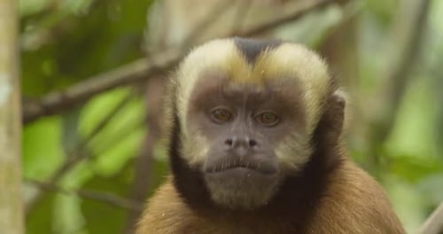 Capuchin monkey eats and chews on fruit as it sits in a tree, close head shot