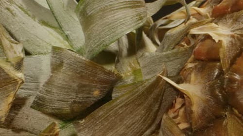 Fresh Pineapple Texture Closeup Macro Exotic Tropical Fruit with Vitamins Health Food Concept