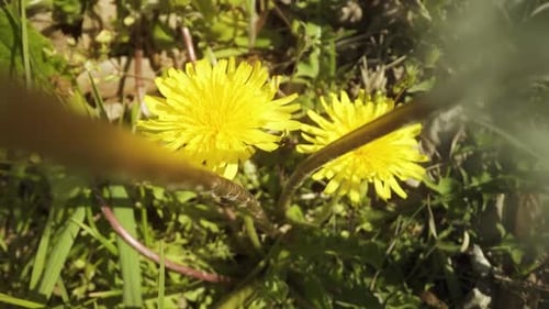 Dandelions Growing Wild in Green Grassy Field