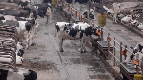 Cows in the dairy farm
