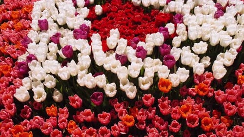 Colorful Tulip Flowers Blooming in the Garden Field Landscape Beautiful Spring Garden with Many Red