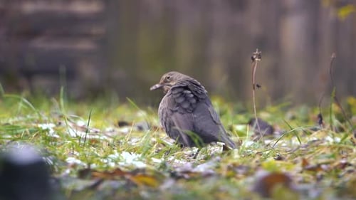 Amsel sitzt im Gras und putzt Federn. Zeitlupennahaufnahme eines Vogels im Hausgarten