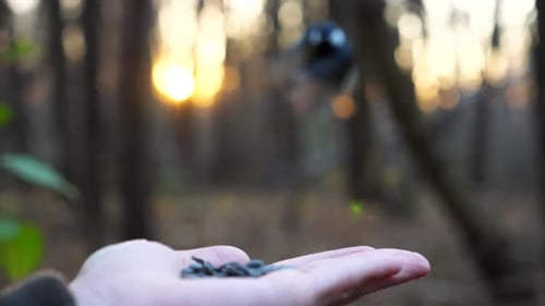 Petit Tomtit mangeant un repas du bras d'une jeune fille sur fond de coucher de soleil flou, petite mésange