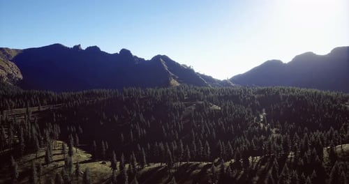 Expansive Forest Landscape Under a Clear Blue Sky at Sunrise