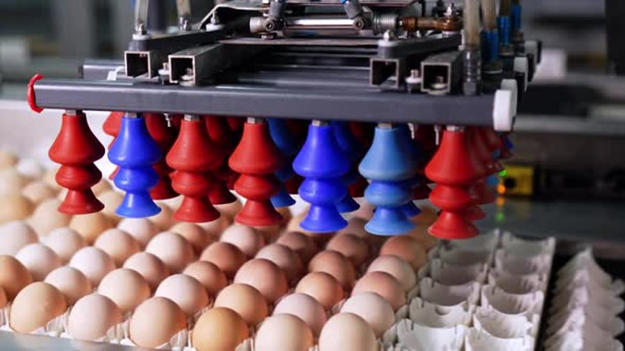 Egg Handling Machine in Production Line, Industrial Stock Footage ft ...