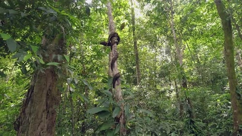 Boa Constrictor Snake Climbing Tree in Tropical Rainforest