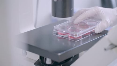 Cells Sample Placed on Microscope Platform