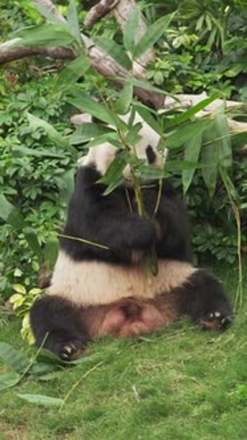 Panda Bear Eating Bamboo in Nature