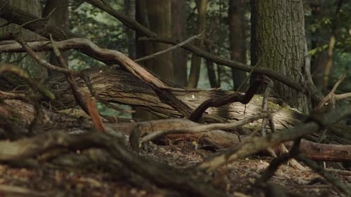 Tote krumme Äste und Baumstämme liegen auf dem Waldboden im grünen Wald