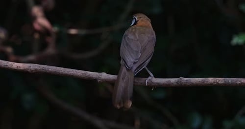 Brown Bird Perches Then Flies from Branch