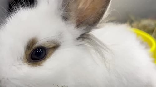 Extreme Close-up of a White Rabbit's Face