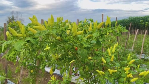 fresh cayenne pepper on the tree