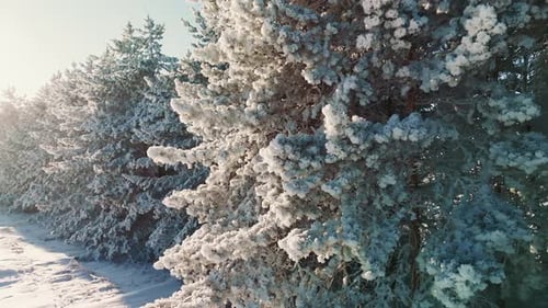 Paysage d'hiver avec arbres givrés et lumière du soleil dans un environnement enneigé