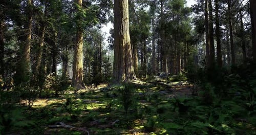 Majestic Forest with Tall Trees and Lush Greenery in Bright Sunlight