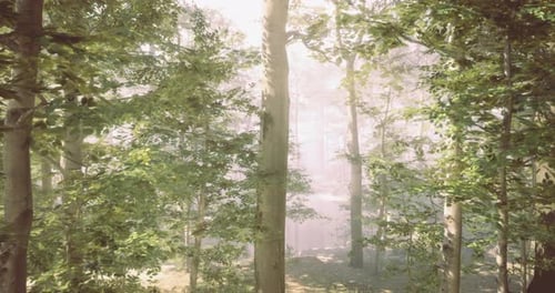 Morning Sunlight Filters Through a Lush Forest in a Serene Landscape