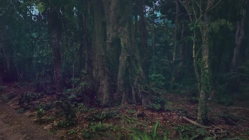 Dense Tropical Jungle Forest Ambient Nature Background