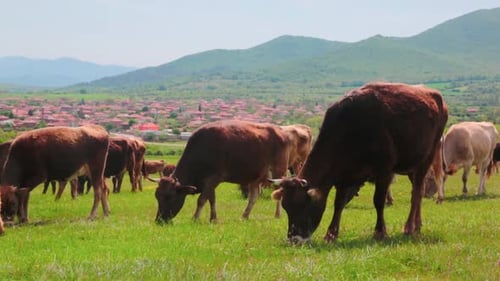 Cows in a field with a village and mountains in the back