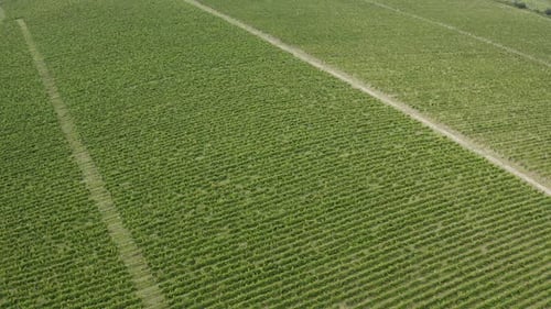 Vue aérienne de rangées de vignobles verdoyants au printemps