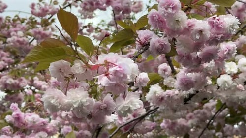 Cherry Blossom Tree