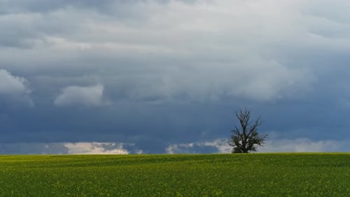 Zeitraffer eines einsamen Baumes steht am Rand eines riesigen gelben Feldes, eingerahmt von einem dramatisch,