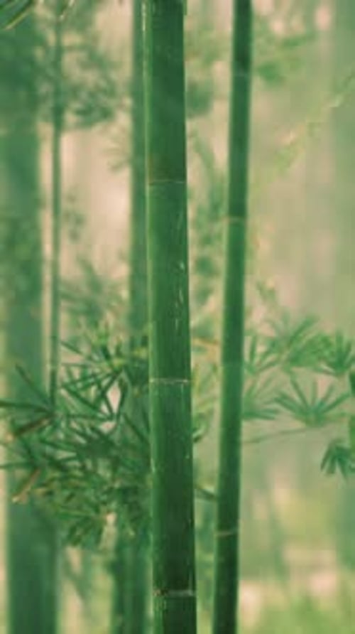 Tall Bamboo Tree Amid Forest Vertical