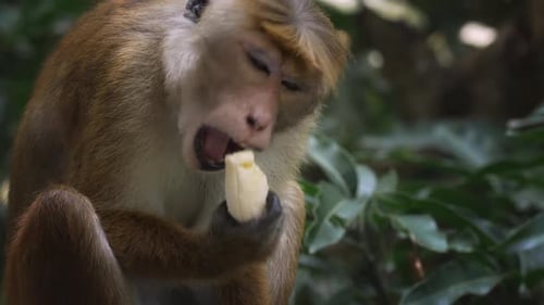 Monkey Enjoying a Snack in the Jungle