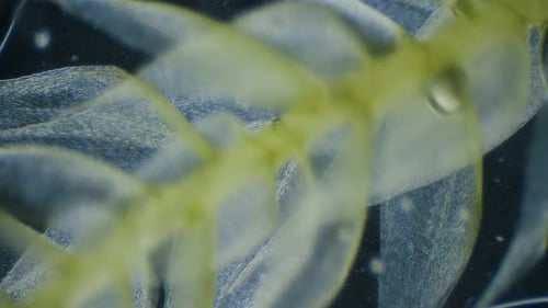 Moss under microscope