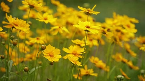 Field of blooming yellow flowers on background
