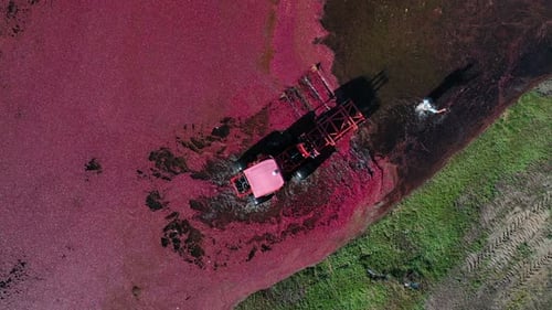 Aerial view of cranberry harvest with machine, United States.