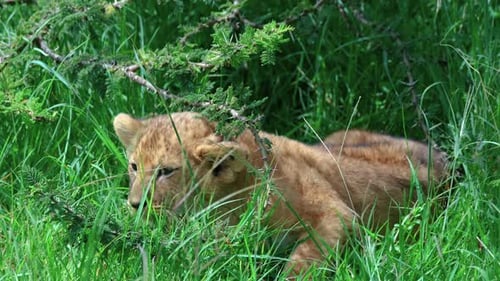 Lion Cub Resting On A Shade Over Green Grass In Maasai Mara, Kenya. Handheld Shot